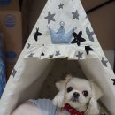 티나네강아지미용실 이미지