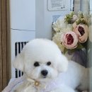 멍개구름 이미지