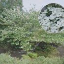 미산딸나무-베니후지,쿠론,레디언트로즈,에디스화이트원더,사라유키,하트스로브,스텔라핑크.리티바노 ,핑크립스,셀레스티얼,드위트핑크:업데이터중 이미지