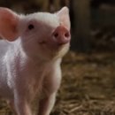 샬롯의 거미줄 이미지