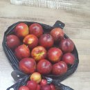 현중농장 | 남양주시 별내면 용암리에 있는 농장에서 블루베리 자두 천도복숭아 구입후기