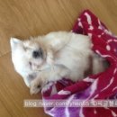 봄내동물병원 이미지