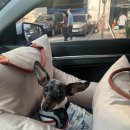 도니바니 애견유치원 | [노원역 애견카페;멍플레이 애견카페] 상주견 많고 친절한 사장님