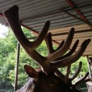 엘크사슴 이미지