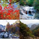 용두산 청과 Daum카페
