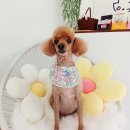 다올 그루밍 이미지