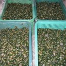 2009년산 햅쌀, 찹쌀, 서리태, 고추가루, 황토 밭에서 재배한 호박고구마, 단감판매합니다. 이미지