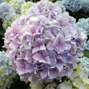 안덕농협주유소 이미지