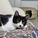 경기도 수원시 영통구 권광로276번길 이미지