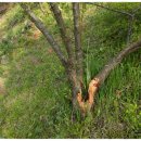 동해종묘사 이미지