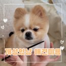 개성있냥 | [송파/가락/오금 애견미용] 개성있냥 포메라니안 곰돌이컷 후기