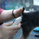 애견호텔1번가 이미지