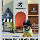 골드스푼애견풀빌라 이미지