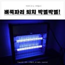 (주)윙윙애드 - 1907 | 벼룩파리 퇴치 방법 다이소 초파리 트랩 포충기 내돈내산 후기