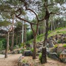 소나무를 품다 이미지