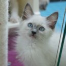 개냥이아울렛 이미지