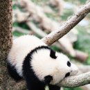 팬더 - 수원시 권선구 세권로 216 | 팬더