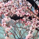 봄날 - 전주시 완산구 서학3길 44 | 봄날