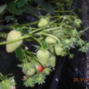 한솔이네농장 이미지