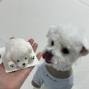 한입멍 네이버블로그