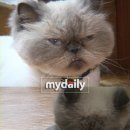 아이러브참치 이미지