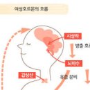 여성호르몬 검사 방법 시기 결과 본 후, 관리는 이렇게 이미지