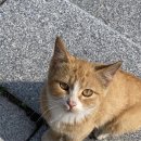 (약혐) 뜨거운 생리식염수 관장으로 인한 직장 점막 화상 이미지