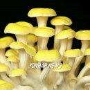 호암농산