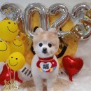 댕바라기 이미지