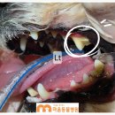 마음을 읽어주는 마음동물병원 이미지