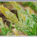 버들민박 이미지