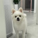 내동애견 이미지