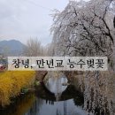 원다리길 | 창녕 만년교 능수벚꽃과 개나리의 조화가 아름답다.