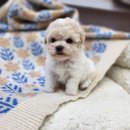 베리독 강아지고양이 평택본점 이미지