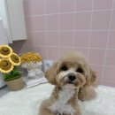 살롱아르에