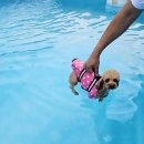 애견동반 멍멍아노올자 이미지