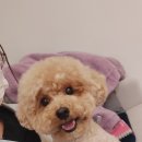 땡글이네 이미지