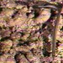 오리와 장어 이미지