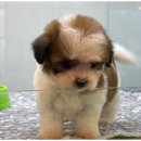 도그마루 동물병원 이미지