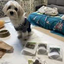 개맛있개 이미지