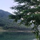 평지못(1) 이미지