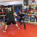 불독복싱 이미지