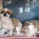 윤애견미용 이미지