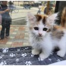 강아지와 고양이 이미지
