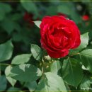 서초경찰서 이미지