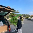 하우스 오브 올드패션 이미지