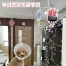동물병원 산책 이미지