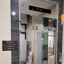 플로라 그루밍독 이미지