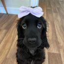 이쁜강아지 이미지