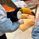 애완동물원 | 동탄 실내동물원 주렁주렁 후기 (26개월 아기랑 방문기)